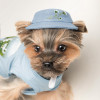 Pet Fashion Панама для собак  Blue XS (PR243422) - зображення 5