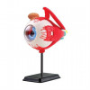 Edu-Toys Модель глазного яблока сборная, 14 см (SK007) - зображення 1