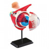 Edu-Toys Модель глазного яблока сборная, 14 см (SK007) - зображення 3