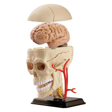 Edu-Toys Черепно-мозговая коробка человека (SK010) - зображення 1