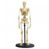 Edu-Toys Модель кістяка людини  збірна, 24 см (SK057) - зображення 1