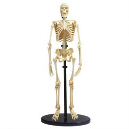 Edu-Toys Модель кістяка людини  збірна, 24 см (SK057)