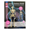 Edu-Toys Модель кістяка людини  збірна, 24 см (SK057) - зображення 2