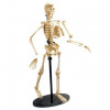Edu-Toys Модель кістяка людини  збірна, 24 см (SK057) - зображення 4