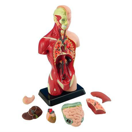 Edu-Toys Анатомічна модель людини  збірна, 27 см (MK027) - зображення 1