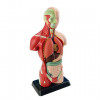 Edu-Toys Анатомічна модель людини  збірна, 27 см (MK027) - зображення 3