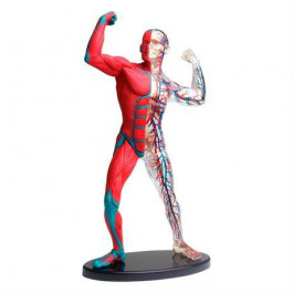 Edu-Toys Модель м'язів і скелета людини  збірна, 19 см (SK056)