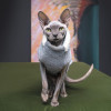 Pet Fashion Светр для тварин  CAT L меланж (4823082429752) - зображення 3