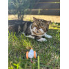Cheerble Інтерактивна іграшка для котів Wicked Mouse C0821 White-Orange - зображення 4