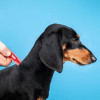 ProVET Краплі  Profiline інсектоакарицид для собак до 4 кг 4 піпетки по 0.5 мл (4823082431052) - зображення 3