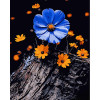 STRATEG Картина за номерами ПРЕМІУМ Квітки на пні на чорному фоні розміром 40х50 см AH1065 - зображення 1