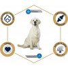 Advance Adult Labrador & Golden Retriever 12 кг (8410650171586) - зображення 3