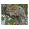 STRATEG Алмазная мозаика  «Леопард на дереве», 40х50 см FA10050 - зображення 1