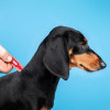 ProVET Краплі для тварин  Profiline інсектоакарицид для собак до 4 кг 1/0.5 мл (4823082431090) - зображення 2