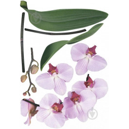 Наш Декупаж Декоративная наклейка Орхидея (ТП135)