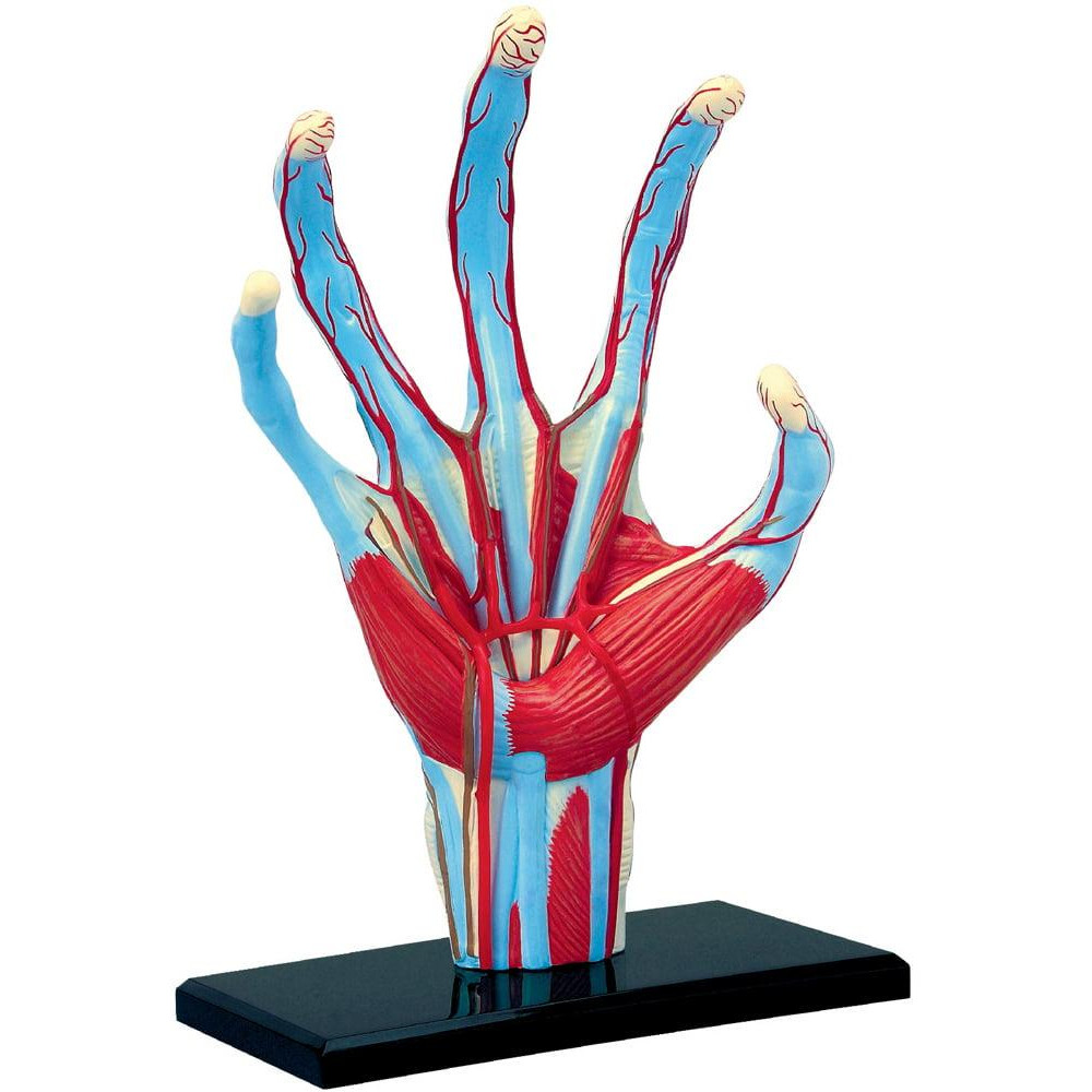 4D Master Объемная анатомическая модель  Рука человека FM-626009 - зображення 1