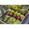 Gardena Комплект поливу Micro-Drip-System Raised Bed Set для високих грядок (13455-20) - зображення 7