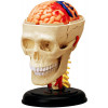 4D Master Объемная анатомическая модель  Черепно-мозговая коробка человека FM-626005 - зображення 1