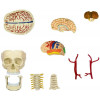 4D Master Объемная анатомическая модель  Черепно-мозговая коробка человека FM-626005 - зображення 2