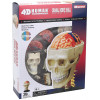 4D Master Объемная анатомическая модель  Черепно-мозговая коробка человека FM-626005 - зображення 3