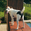 Ferplast Culotte Гігієнічні труси для собак Maxi (85375017) - зображення 2