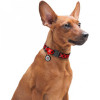 WAUDOG Нашийник для собак  Nylon Шотландка червона, з QR паспортом, металева пряжка-фастекс, 24-40х2 см (48 - зображення 2