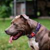 WAUDOG Нашийник для собак  Nylon Фіолетовий камо, з QR паспортом, металева пряжка-фастекс, XXL, 43-70х3,5 с - зображення 3