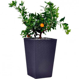   Keter Вазон Medium Rattan Planter 38.5х38.5х57 см Серый (7290103659288)