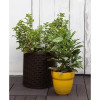 Keter Горшок для цветов Cylinder Planter L Коричневый (7290103664206) - зображення 5