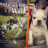 Taste of the Wild High Prairie Puppy - зображення 5