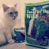 Taste of the Wild Rocky Mountain Feline Formula 2 кг (2591-HT18) - зображення 4