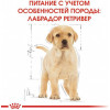 Royal Canin Labrador Retriever Puppy 3 кг (2491030) - зображення 5