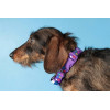 Coastal Pet Attire Style ошейник для собак, 2смХ35-50см дикие цветы | 2 см.Х35-50 см. (06621_WDF20) - зображення 6