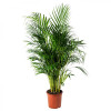 IKEA CHRYSALIDOCARPUS LUTESCENS Комнатное растение, Пальма Areka (468.040.05) - зображення 1