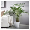 IKEA CHRYSALIDOCARPUS LUTESCENS Комнатное растение, Пальма Areka (468.040.05) - зображення 4