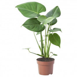   IKEA MONSTERA DELICIOSA Кімнатна рослина журавель 12 см (505.154.93)