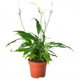   IKEA SPATHIPHYLLUM Растение в горшке, Лилия комнате (601.449.01)