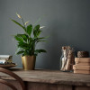 IKEA SPATHIPHYLLUM Растение в горшке, Лилия комнате (601.449.01) - зображення 2