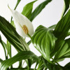 IKEA SPATHIPHYLLUM Растение в горшке, Лилия комнате (601.449.01) - зображення 3