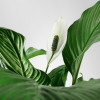 IKEA SPATHIPHYLLUM Растение в горшке, Лилия комнате (601.449.01) - зображення 4