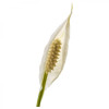 IKEA SPATHIPHYLLUM Растение в горшке, Лилия комнате (601.449.01) - зображення 5