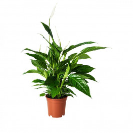   IKEA SPATHIPHYLLUM Растение в горшке, Лилия комнате (168.040.78)