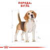 Royal Canin Beagle Adult 3 кг (2106030) - зображення 6