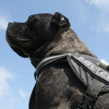 Collar Амуниция для собак Шлея нейлоновая универсальная Police Dog Extreme 40-60см 0705 - зображення 2