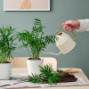 IKEA CHAMAEDOREA ELEGANS Комнатное растение, пальма, салон (903.927.63) - зображення 3