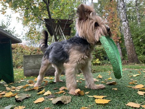 Фото іграшка для собаки Collar Игрушка для собак Летающая тарелка Flyber Лайм (62175) від користувача Ірина Юріївна