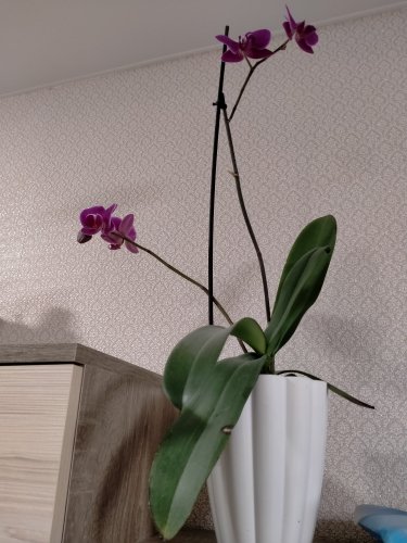 Фото кашпо Оранжерея Кашпо для орхидей «Ромашка» фигурный 1,5л белый від користувача Malinka11