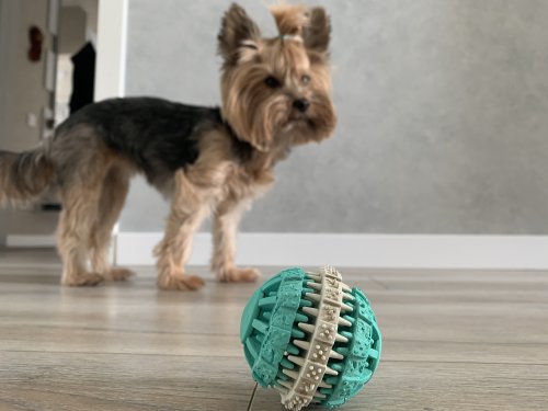 Фото м'яч Trixie мяч дентал мятный Диаметр 7,5 см (32942) від користувача Ірина Юріївна