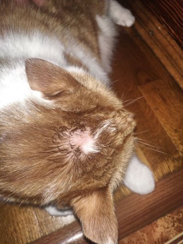 Фото Засіб від паразитів Bayer Profender Spot-On для кошек весом 5-8 кг 1 пипетка від користувача Anna