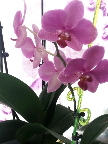 Фото органічне добриво Агрохимпак Стимовит для орхидей 0.5 л (4820072970348) від користувача dr_ula